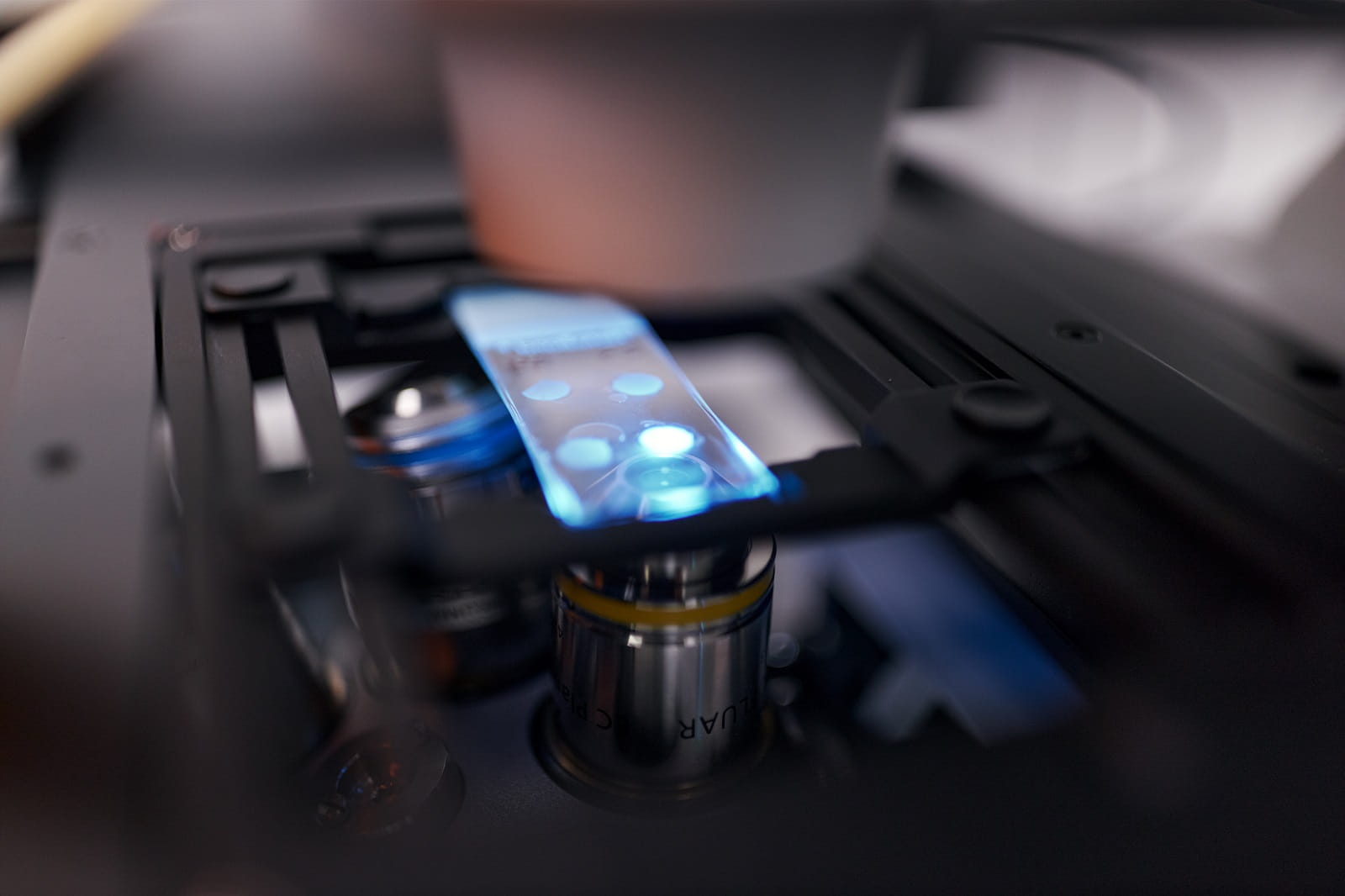 Probe unter dem Mikroskop (Detail)