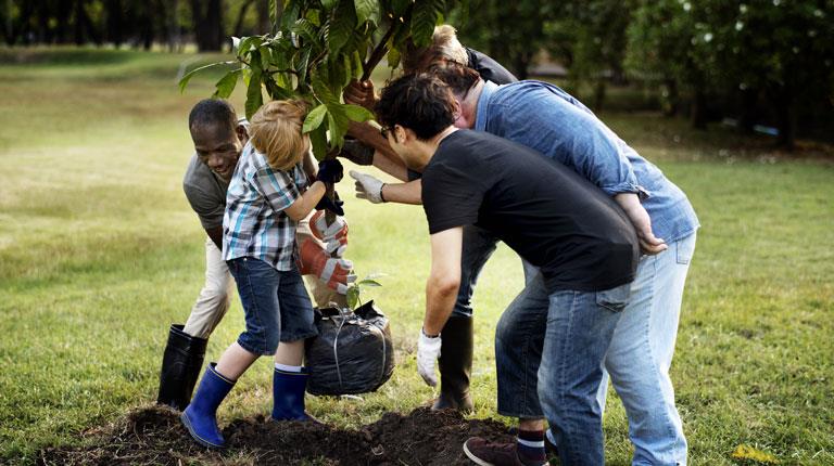 Vier Menschen pflanzen einen Baum.